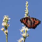 (2) der 'Kleine Fuchs' (Aglais urticae)... 