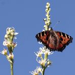 (2) der 'Kleine Fuchs' (Aglais urticae)... 