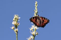 (2) der 'Kleine Fuchs' (Aglais urticae)... 