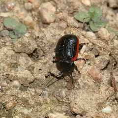 (2) Der Kleine Leinkraut-Blattkäfer (Chrysolina sanguinolenta) ...