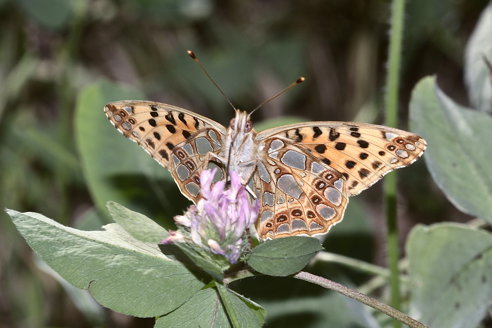 (2) Der Kleine Perlmuttfalter (Issoria lathonia) - ...