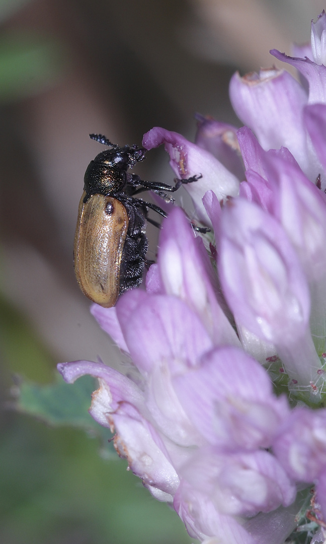 (2) Der Langarm-Ameisenblattkäfer (Labidostomis longimana) ...