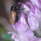 (2) Der Langarm-Ameisenblattkäfer (Labidostomis longimana) ...