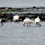 (2) Der Löffler (Platalea leucorodia) 