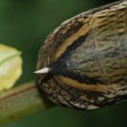 (2) Der MITTLERE WEINSCHWÄRMER (DEILEPHILA ELPENOR) ...