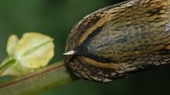 (2) Der MITTLERE WEINSCHWÄRMER (DEILEPHILA ELPENOR) ...