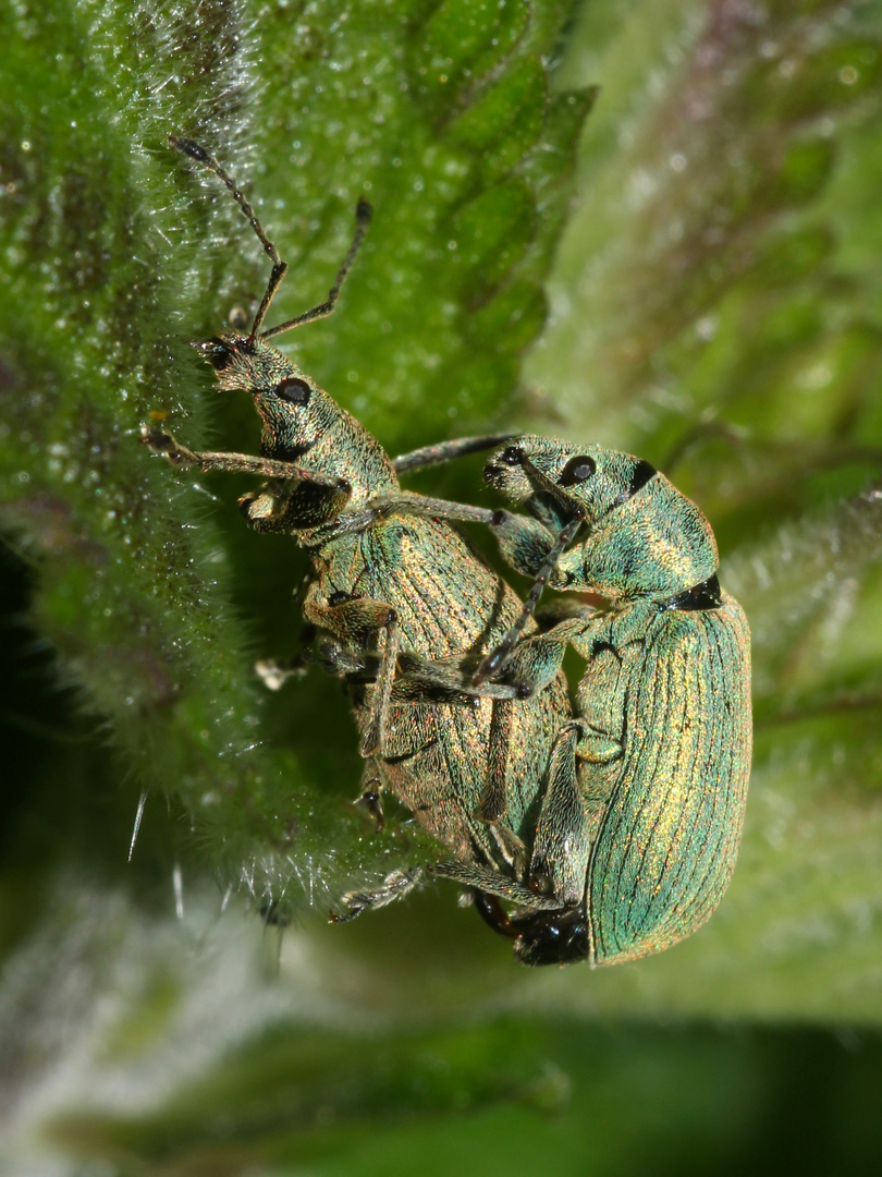 (2) Der Nessel-Blattrüßler (Phyllobius pomaceus = urticae) ...