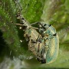 (2) Der Nessel-Blattrüßler (Phyllobius pomaceus = urticae) ...