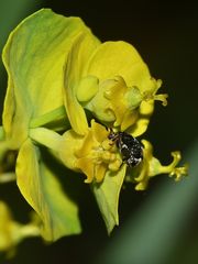 (2) Der nur knapp 2 mm große Gelbfühler-Samenkäfer