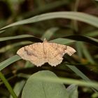 (2) Der Ockergelbe Blattspanner (Camptogramma bilineata) ...