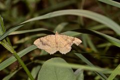 (2) Der Ockergelbe Blattspanner (Camptogramma bilineata) ...