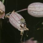 (2) Der Pechnelkenrüßler (Sibinia viscariae) - ...