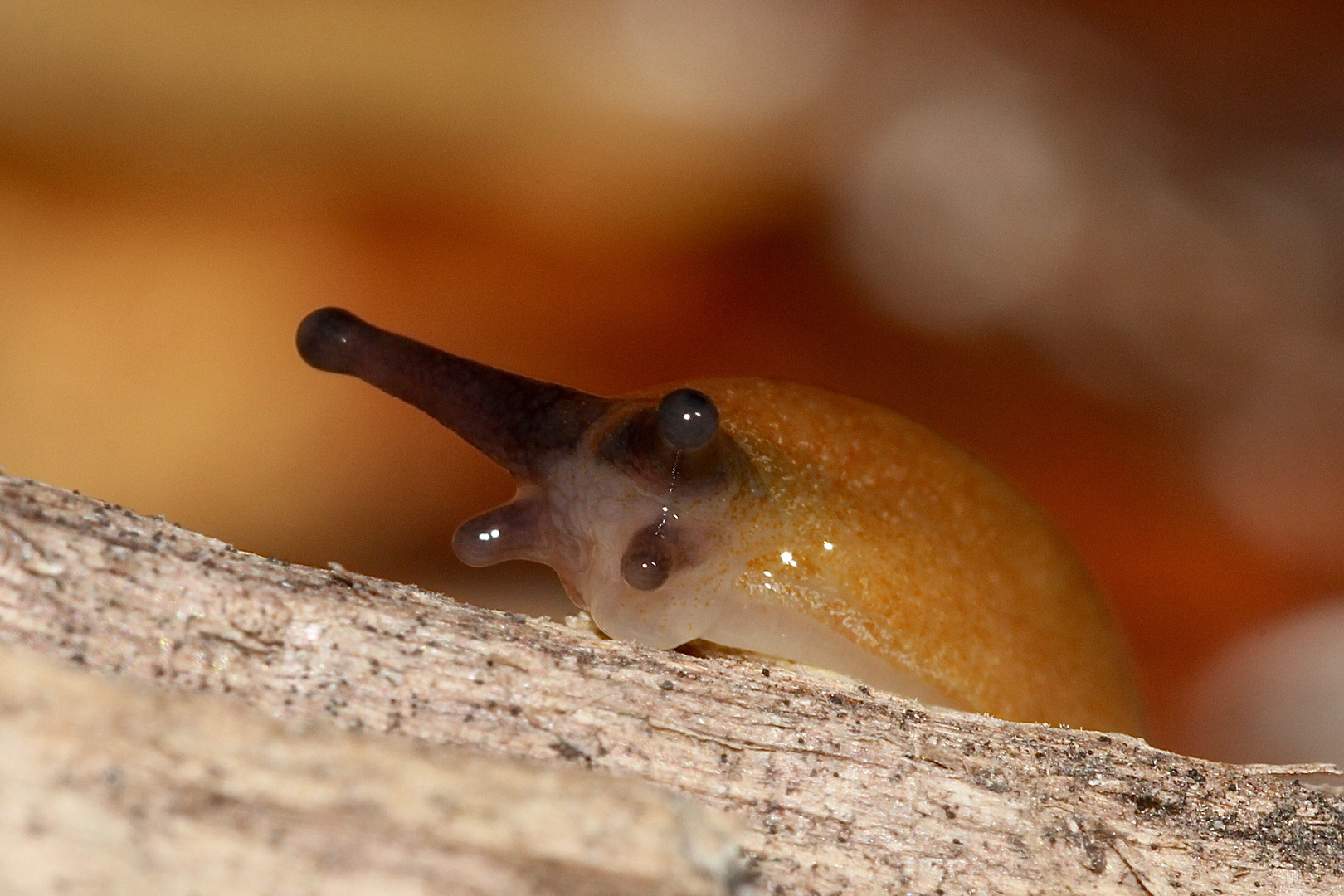 (2) Der Pilzschnegel (Malacolimax tenellus)