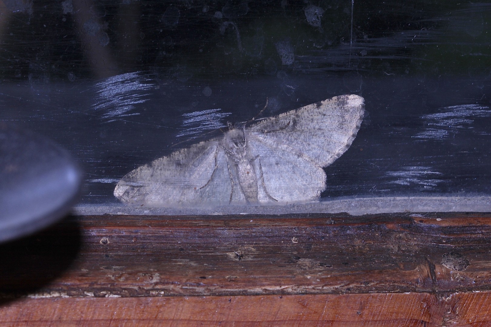 (2) Der Rauten-Rindenspanner (Peribatodes rhomboidaria) Foto & Bild
