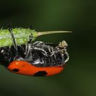 (2) Der Rote Ameisen-Blattkäfer oder Ameisen-Sackkäfer (Clytra laeviuscula)