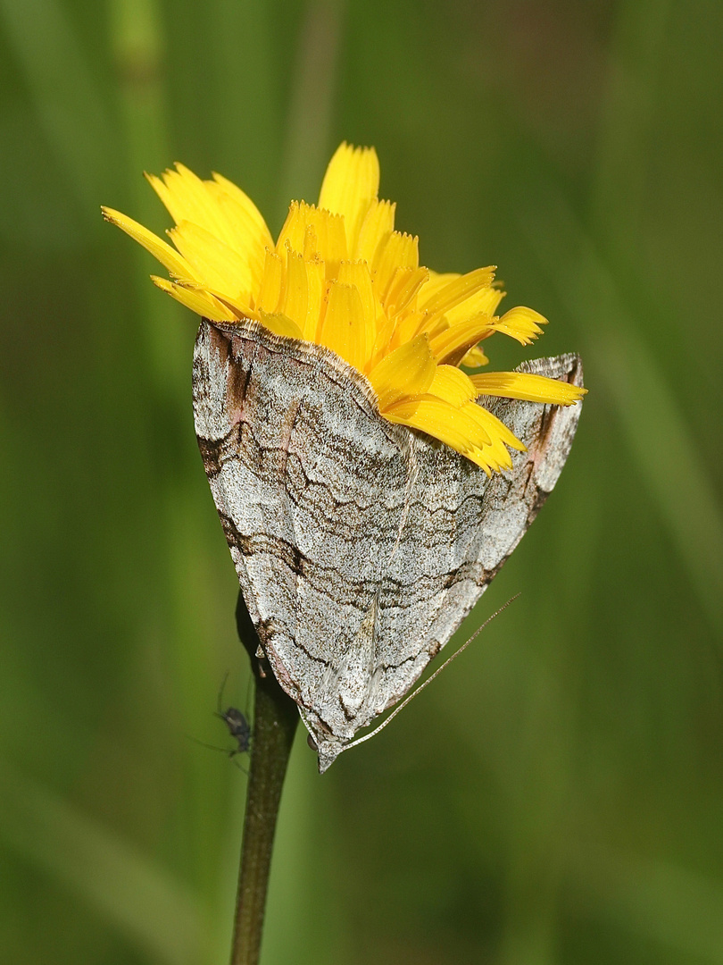 (2) Der Sandheiden-Johanniskrautspanner (Aplocera efformata)