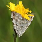 (2) Der Sandheiden-Johanniskrautspanner (Aplocera efformata)