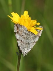 (2) Der Sandheiden-Johanniskrautspanner (Aplocera efformata)