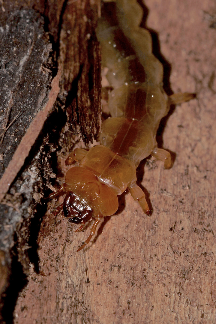 (2) Der Scharlachrote Feuerkäfer (Pyrochroa coccinea)