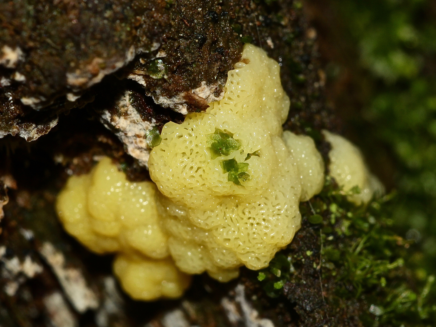 (2) Der Schleim"pilz" CERATOMYXIA FRUTICULOSA und seine Entwicklung