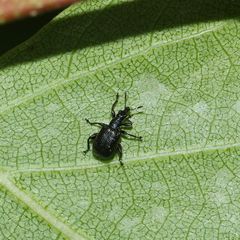 (2) Der Schwarze Birkenblattroller (Deporaus betulae)