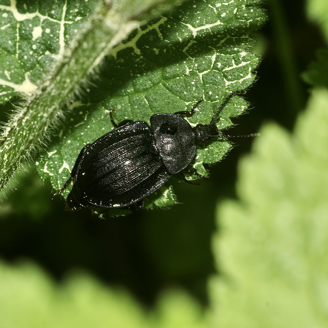 (2) Der Schwarze Schneckenjäger (Phosphuga atrata) ...