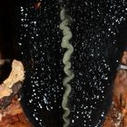 (2) Der Schwarze Schnegel (Limax cinereoniger)