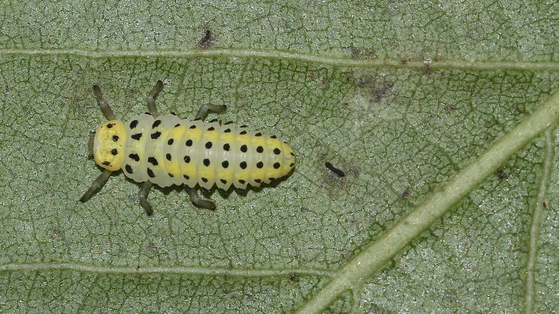 (2) Der Sechzehnfleck-Marienkäfer (Halyzia sedecimguttata)