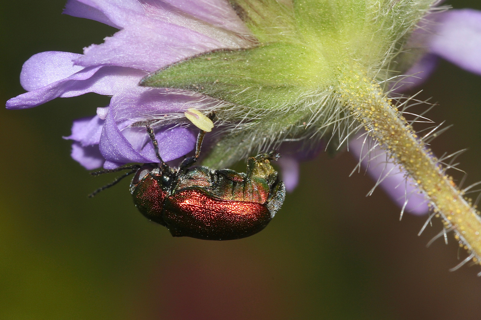 (2) Der Seidenhaarige Fallkäfer (Cryptocephalus sericeus)