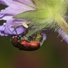 (2) Der Seidenhaarige Fallkäfer (Cryptocephalus sericeus)