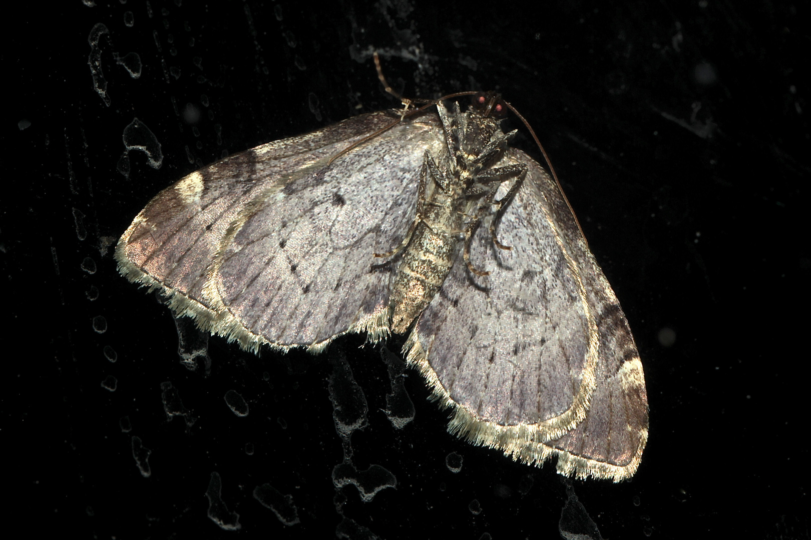 (2) Der seltene Schwarzbindige Rosen-Blattspanner (Anticlea derivata)