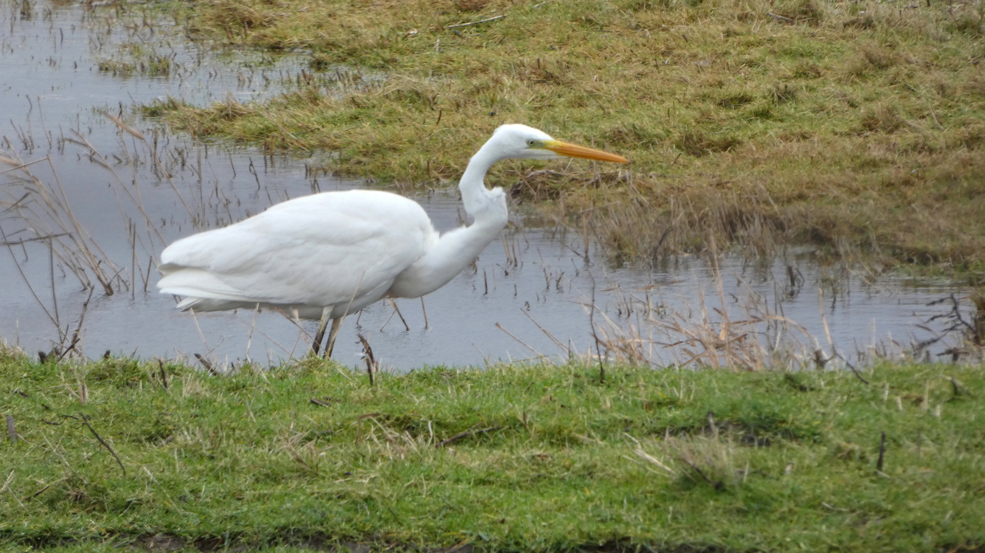 (2) Der Silberreiher (Ardea alba)