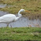 (2) Der Silberreiher (Ardea alba)