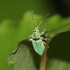 (2) Der Silbriggrüne Blattrüßler (Phyllobius argentatus)