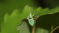 (2) Der Silbriggrüne Blattrüßler (Phyllobius argentatus)