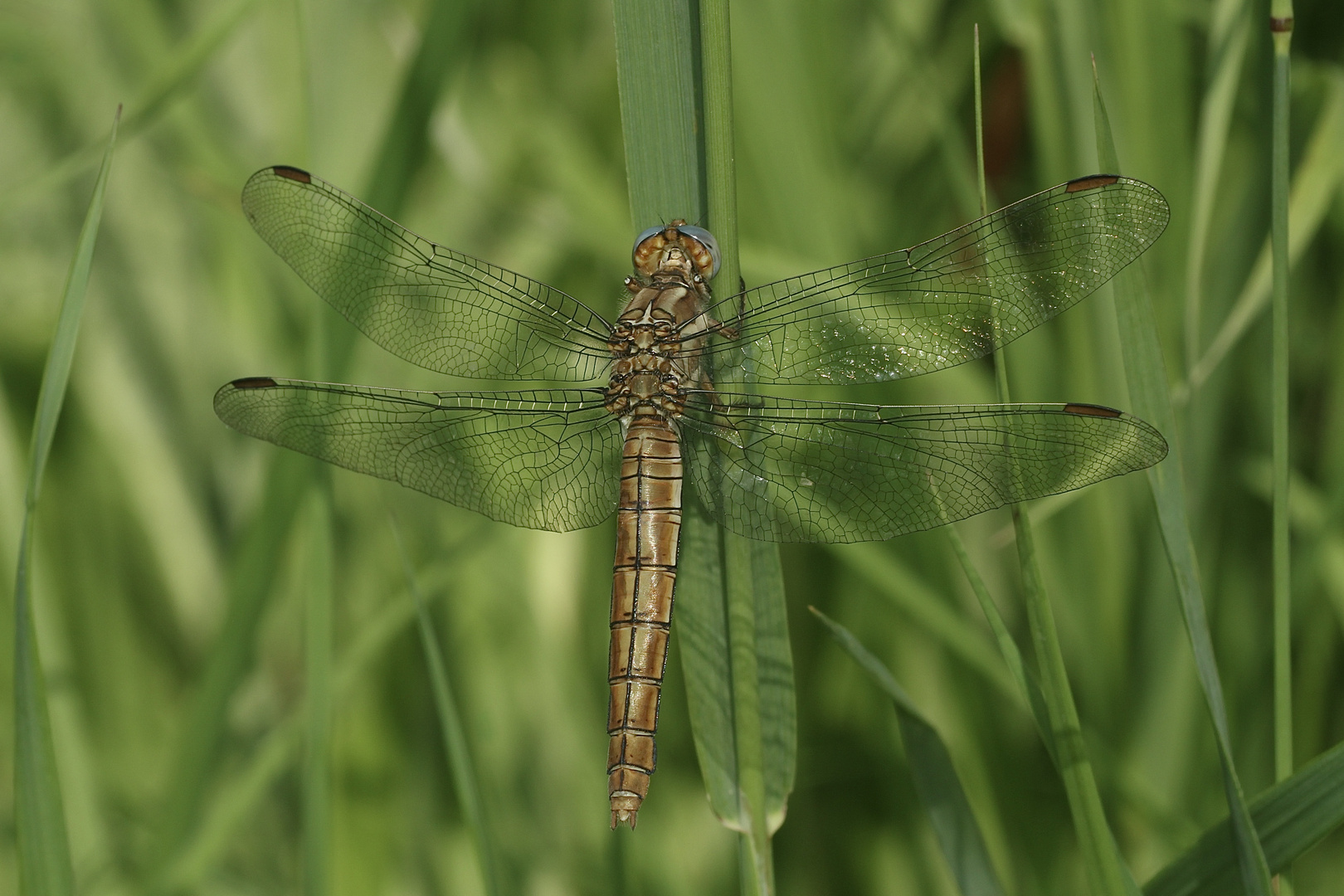 (2) Der Südliche Blaupfeil (Orthetrum brunneum)