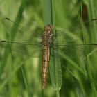 (2) Der Südliche Blaupfeil (Orthetrum brunneum)