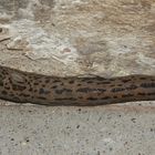 (2) Der Tigerschnegel (Limax maximus)