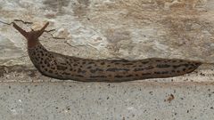 (2) Der Tigerschnegel (Limax maximus)