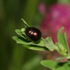 (2) Der Veränderliche Johanniskraut-Blattkäfer (Chrysolina varians)