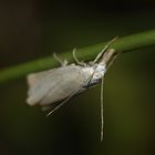 (2) Der "Weiße" Graszünsler (Crambus perlella)*** aus der Familie der Zünsler (Crambidae) ...