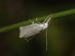 (2) Der "Weiße" Graszünsler (Crambus perlella)*** aus der Familie der Zünsler (Crambidae) ...