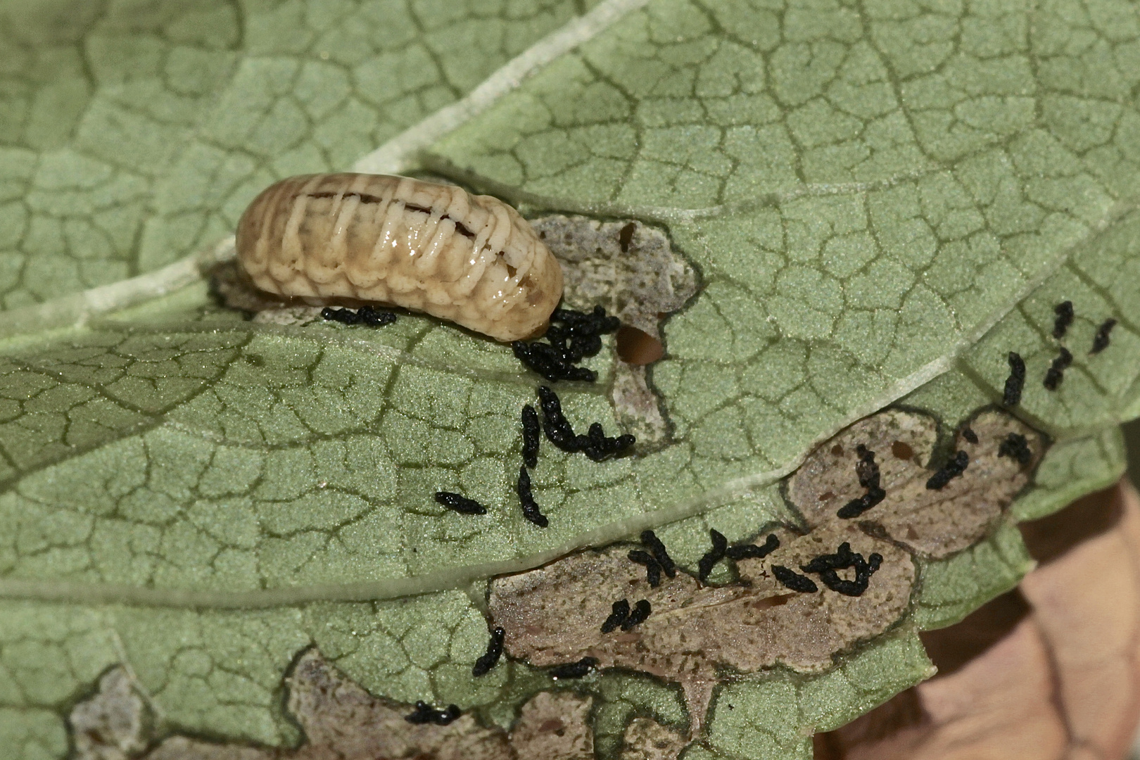 (2) - Der Weißschildige Braunwurzschaber - Cionus scrophulariae