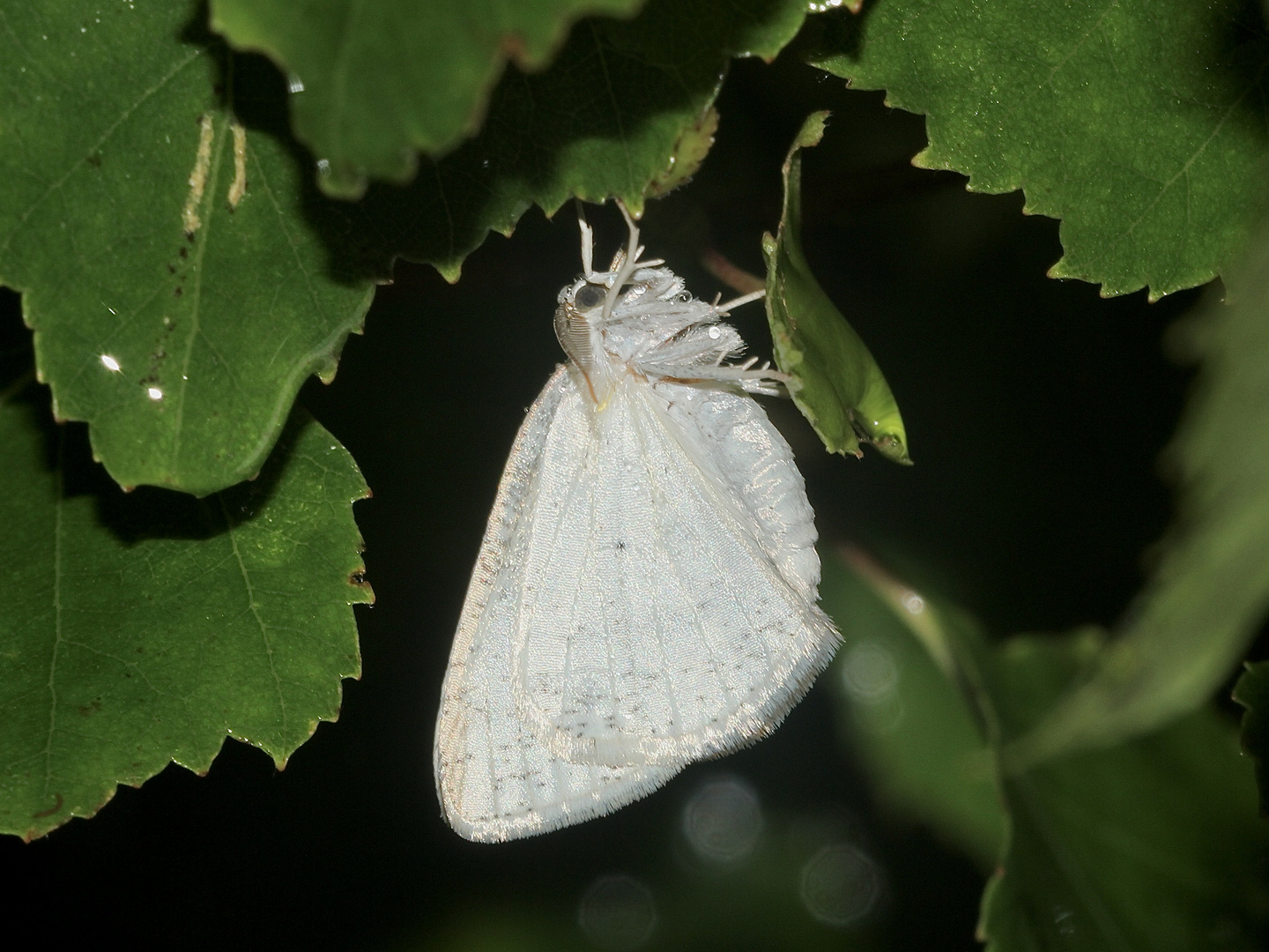 (2) Der Weißstirn-Weißspanner (Cabera pusaria), Familie Spanner (Geometridae)