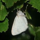 (2) Der Weißstirn-Weißspanner (Cabera pusaria), Familie Spanner (Geometridae)