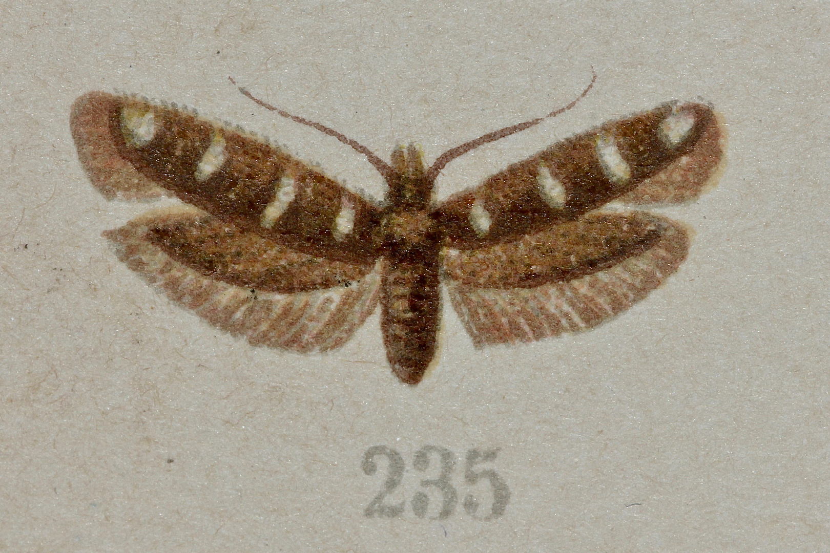 (2) Der weit verbreitete Kleinschmetterling SCYTHRIS SCOPOLELLA