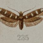 (2) Der weit verbreitete Kleinschmetterling SCYTHRIS SCOPOLELLA