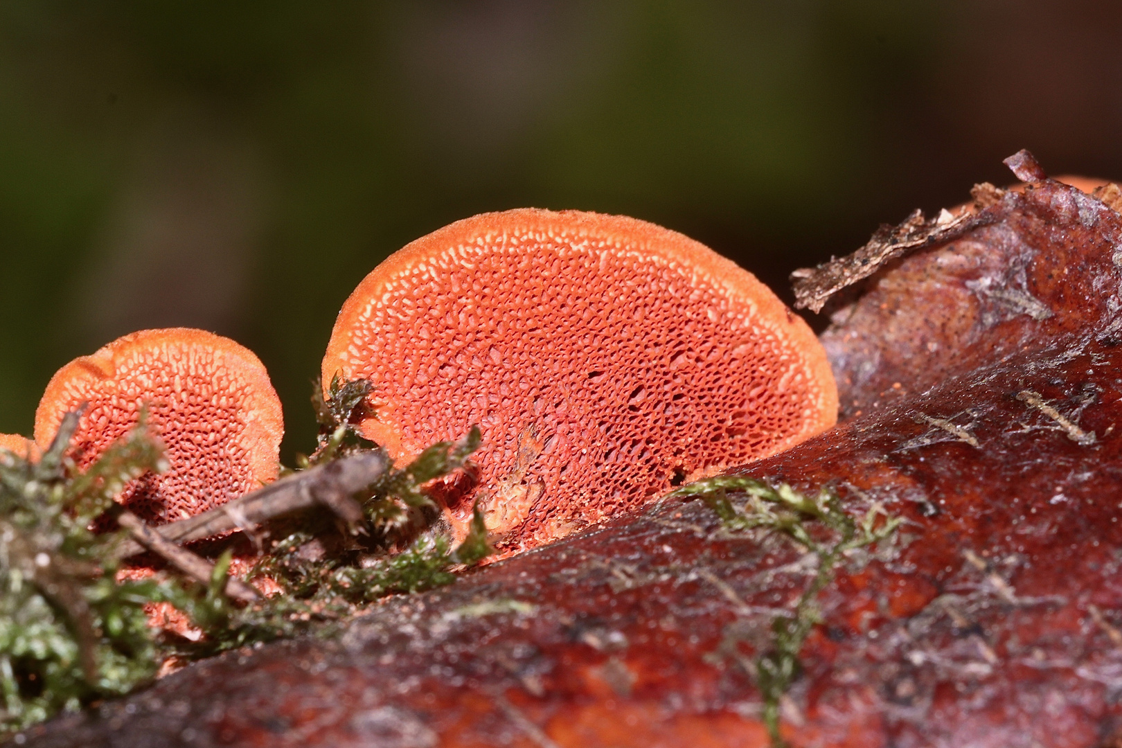 (2) Der Zinnoberschwamm (Pycnoporus cinnabarinus) ...