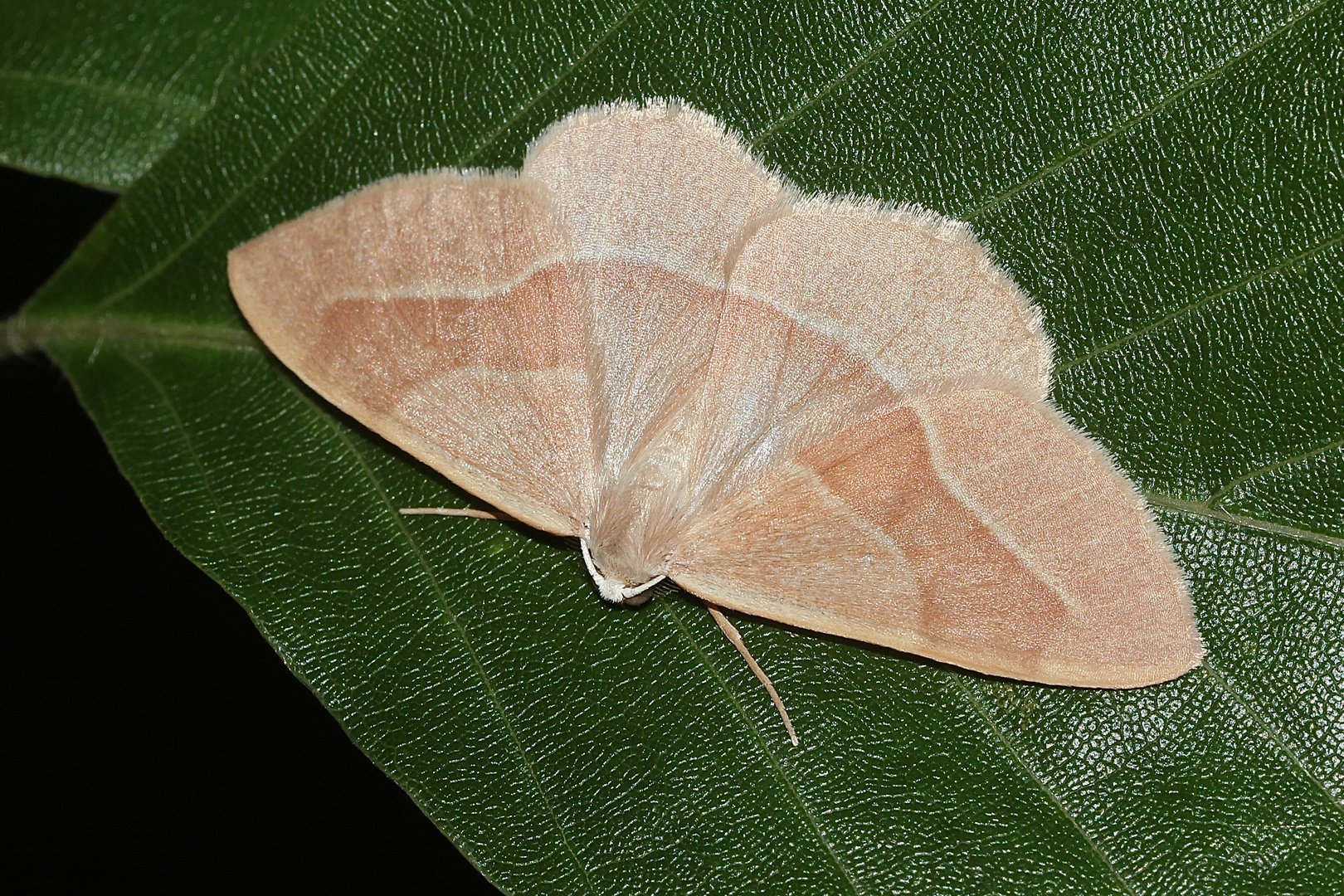 (2) Der Zweibindige oder Zweibinden-Nadelwaldspanner (Hylaea fasciaria) - grüne und rote Form