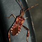 (2) Die Amerikanische Kiefernzapfenwanze (Leptoglossus occidentalis) ...